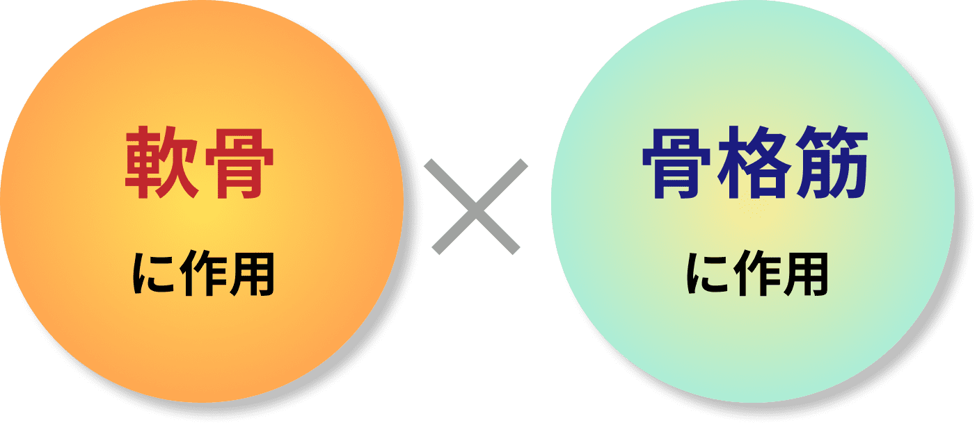 軟骨に作用×骨格筋に作用
