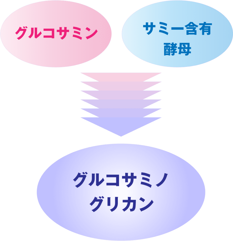 グルコサミン＋サミー含有酵母＝グルコサミノグリカン