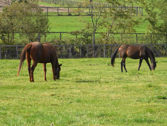 草原で馬が草を食べている図